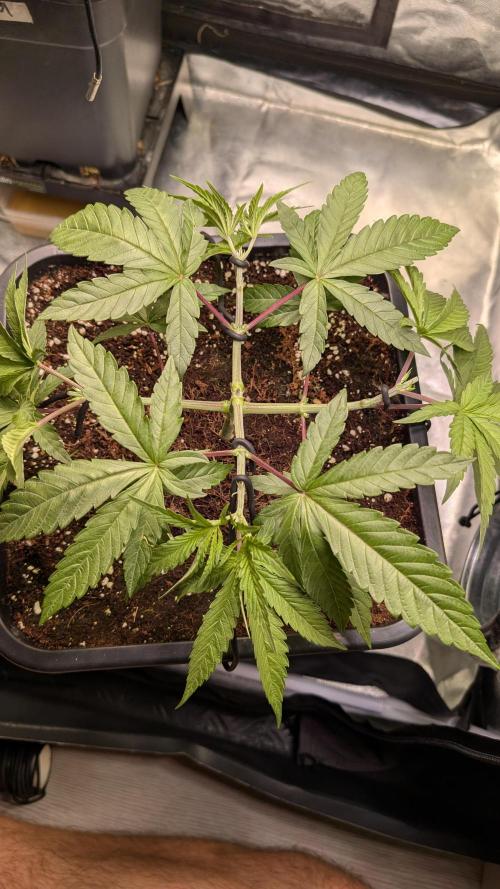 Z x Papaya  x FrescaMelon - first Z grow. Week 5