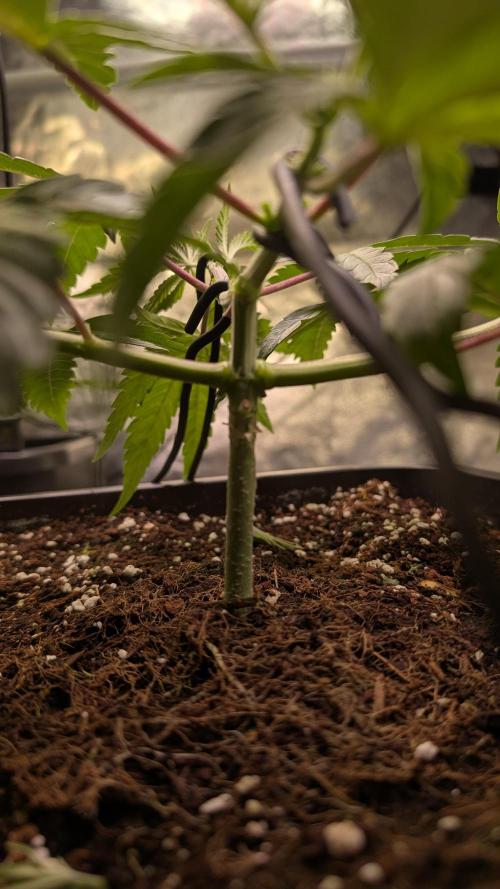 Z x Papaya  x FrescaMelon - first Z grow. Week 5