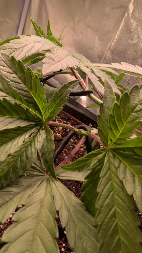 Z x Papaya  x FrescaMelon - first Z grow. Week 5