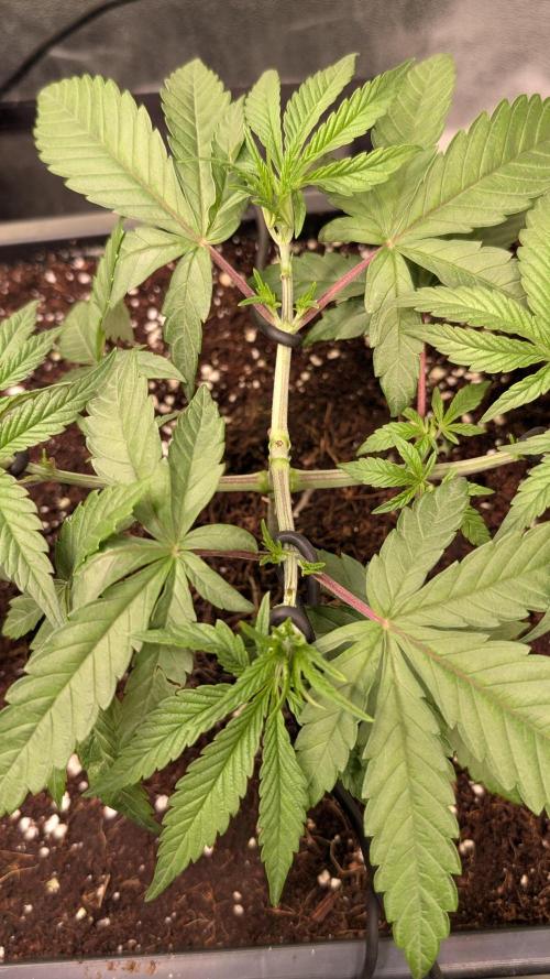 Z x Papaya  x FrescaMelon - first Z grow. Week 5