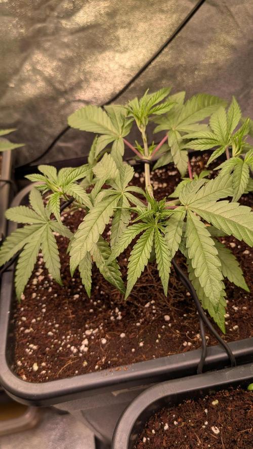 Z x Papaya  x FrescaMelon - first Z grow. Week 5