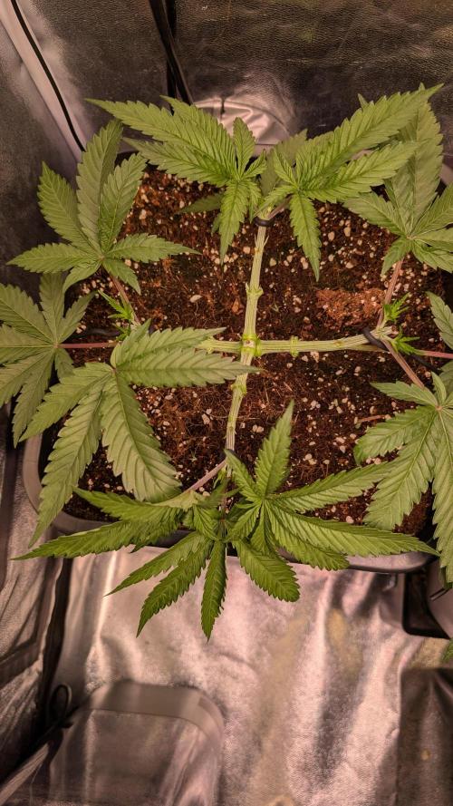 AppleFritter x FrescaMelon (free seed). Week 5 - pretty much perfect in my eyes. new tops are coming. flower will be glorious
