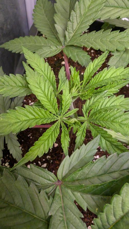 AppleFritter x FrescaMelon (free seed). Week 5