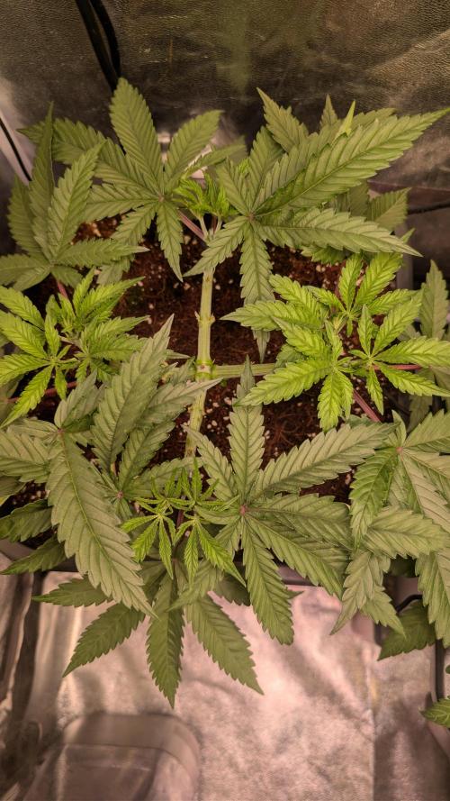 AppleFritter x FrescaMelon (free seed). Week 5