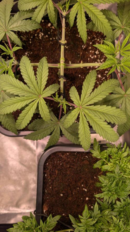 Z x Papaya  x FrescaMelon - first Z grow. Week 5 - lil thirsty here 