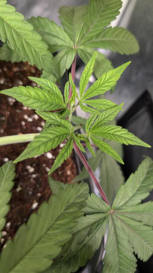 Z x Papaya  x FrescaMelon - first Z grow. Week 5