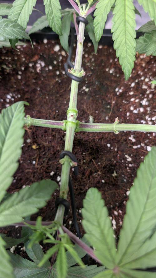 Z x Papaya  x FrescaMelon - first Z grow. Week 5