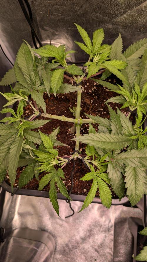 AppleFritter x FrescaMelon (free seed). Week 6