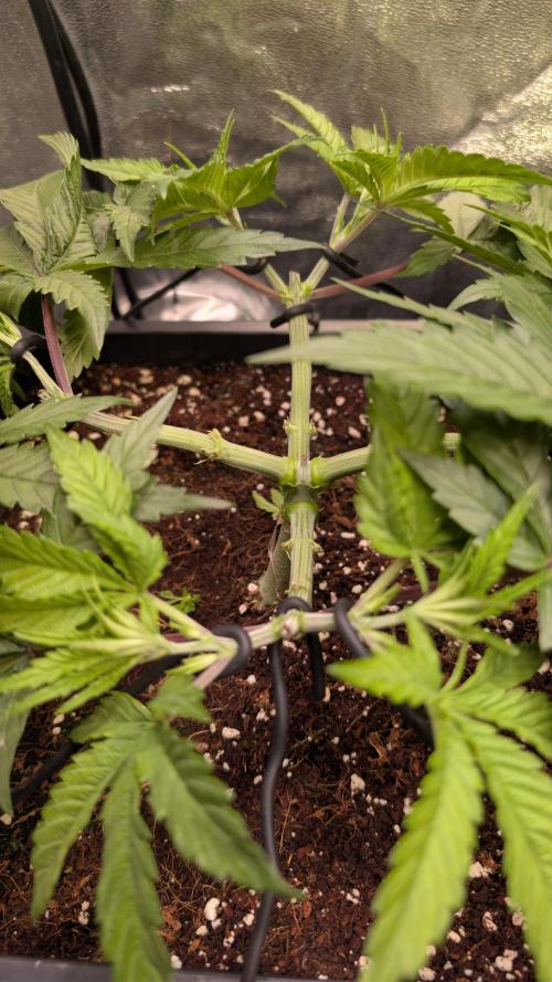 AppleFritter x FrescaMelon (free seed). Week 6