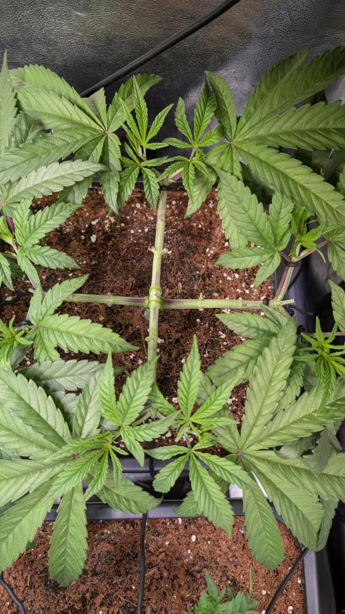 Z x Papaya  x FrescaMelon - first Z grow. Week 6