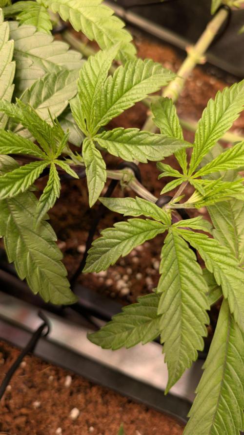 Z x Papaya  x FrescaMelon - first Z grow. Week 6