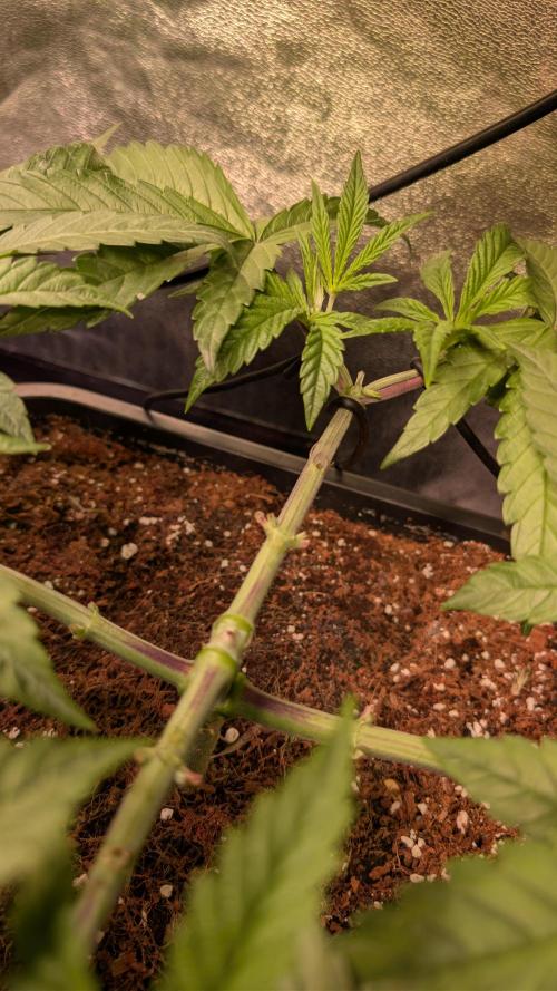 Z x Papaya  x FrescaMelon - first Z grow. Week 6