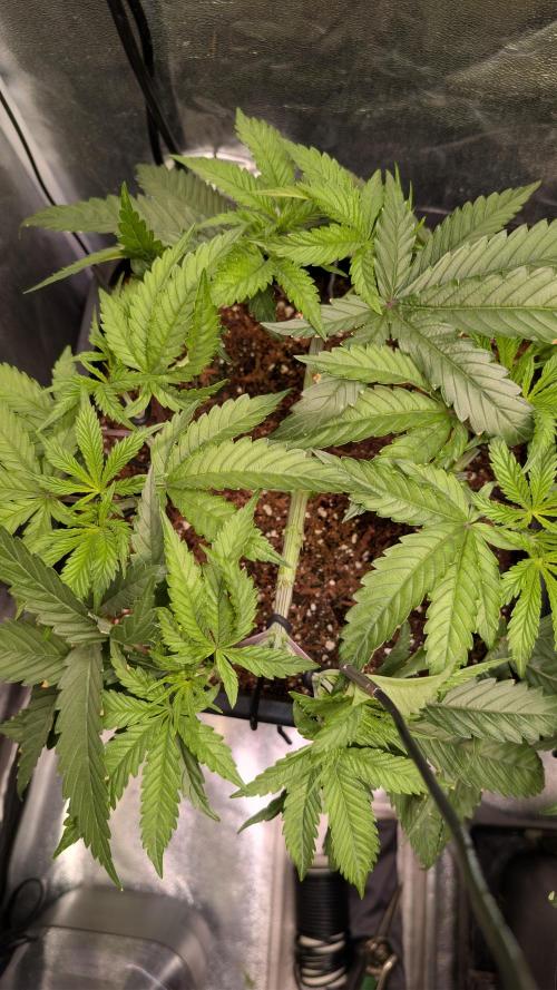 AppleFritter x FrescaMelon (free seed). Week 6