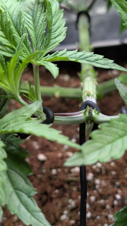 AppleFritter x FrescaMelon (free seed). Week 6