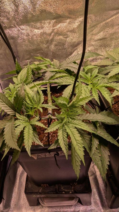 AppleFritter x FrescaMelon (free seed). Week 6