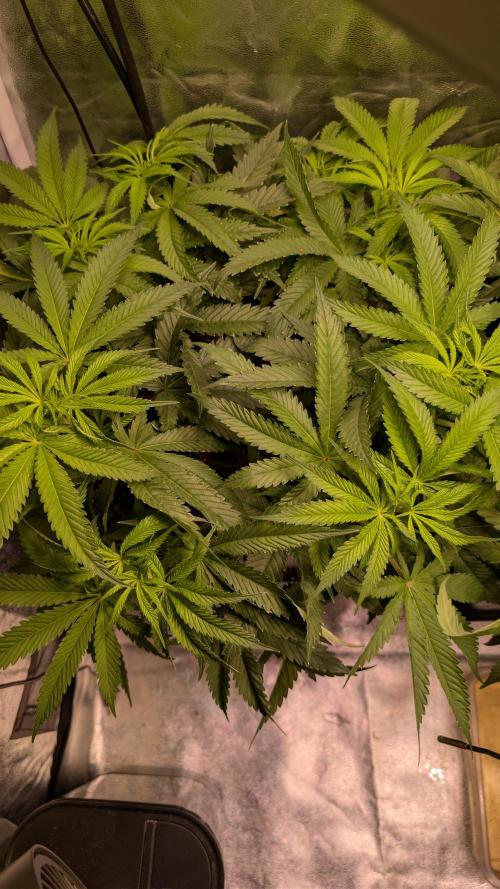 AppleFritter x FrescaMelon (free seed). Week 7