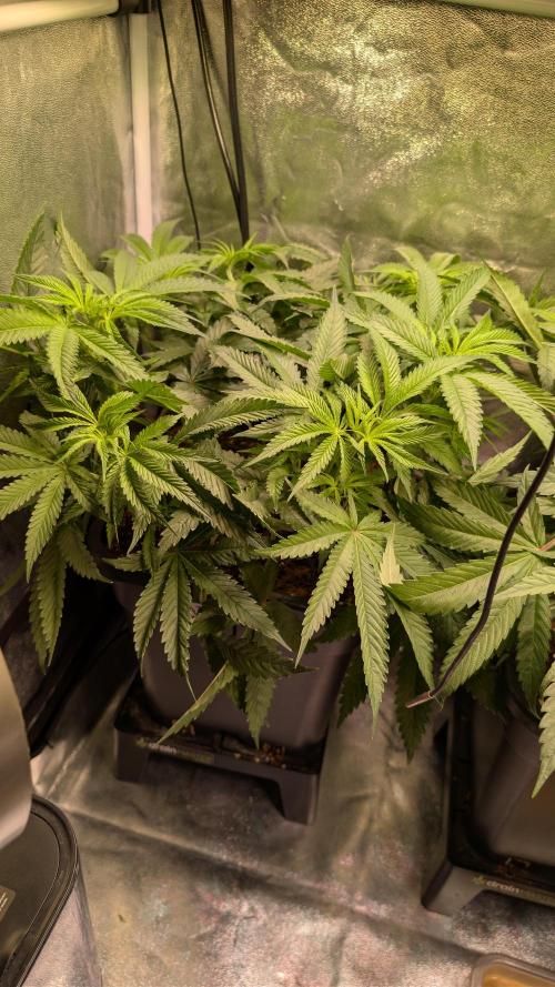 AppleFritter x FrescaMelon (free seed). Week 7
