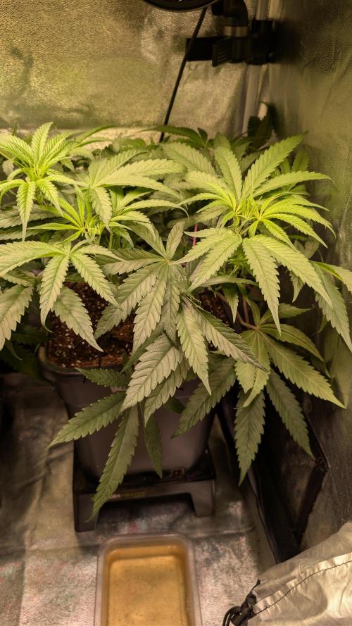 Z x Papaya  x FrescaMelon - first Z grow. Week 7