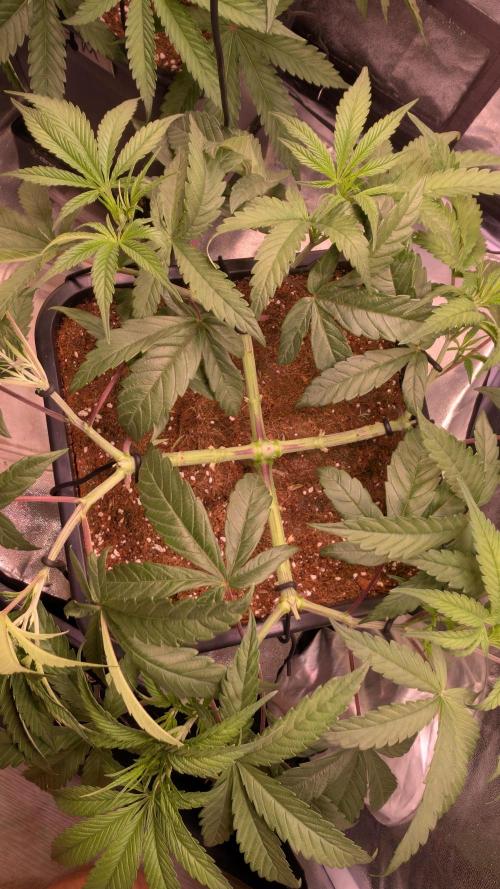 Z x Papaya  x FrescaMelon - first Z grow. Week 7 - just before the flip 