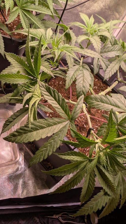 Z x Papaya  x FrescaMelon - first Z grow. Week 7