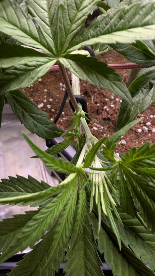 Z x Papaya  x FrescaMelon - first Z grow. Week 7