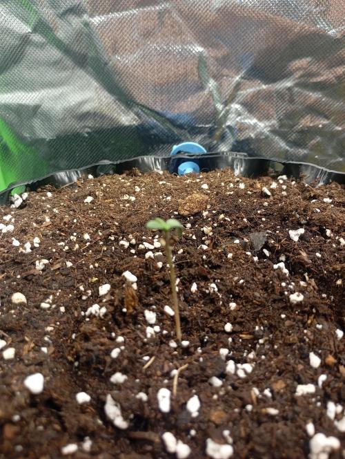 TSW2000 Full Spectrum 300W LED. Week 0