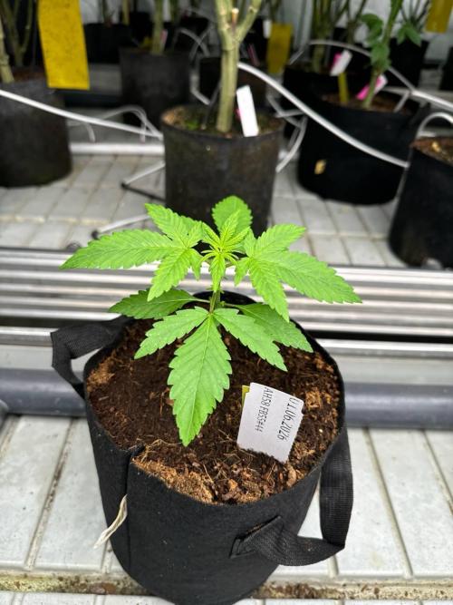 Lemon Cherry Cookies. Week 2