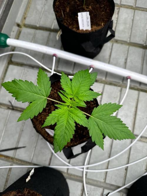 Lemon Cherry Cookies. Week 2