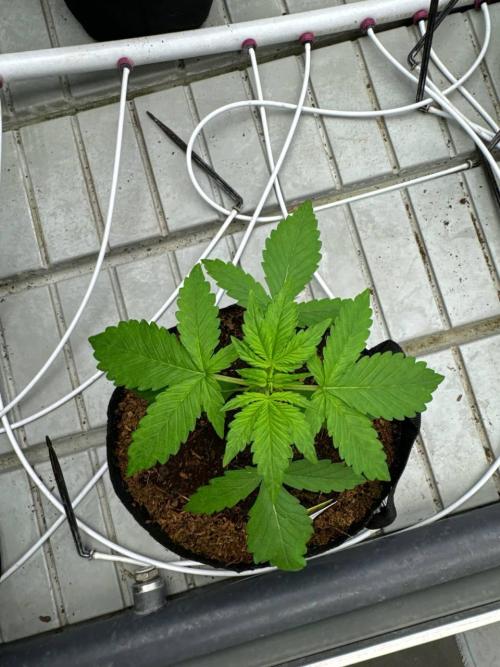 Lemon Cherry Cookies. Week 2
