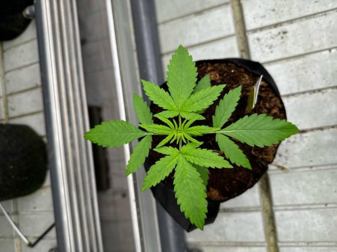 Lemon Cherry Cookies. Week 2