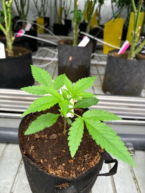 Gorilla Cookies. Week 2