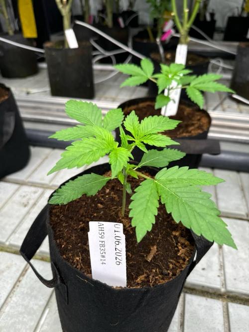 Gorilla Cookies. Week 2