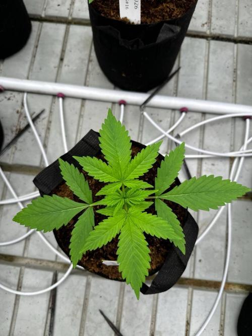 Gorilla Cookies. Week 2