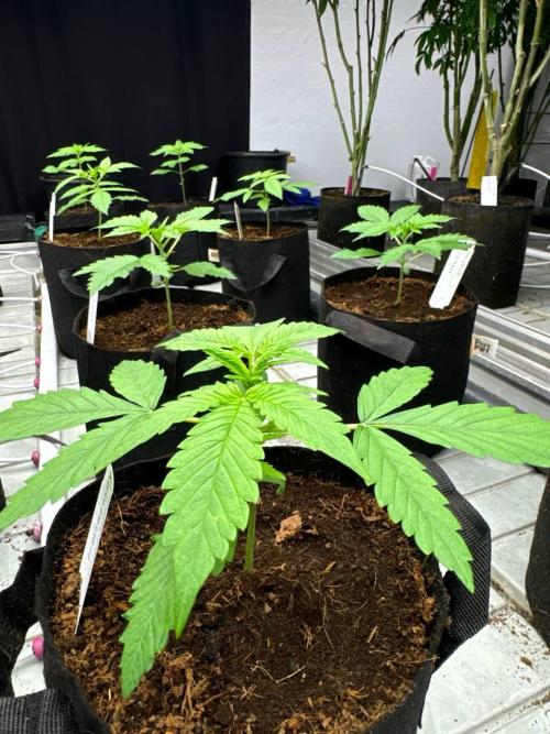 Gorilla Cookies. Week 2