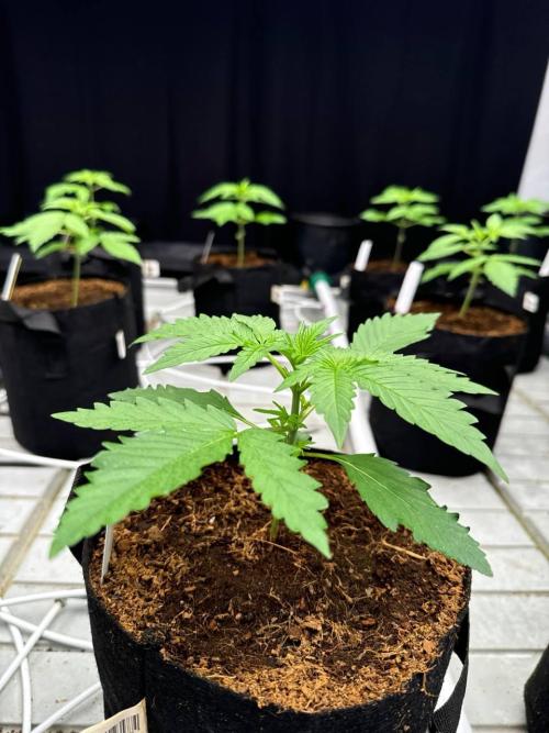 Gorilla Cookies. Week 2