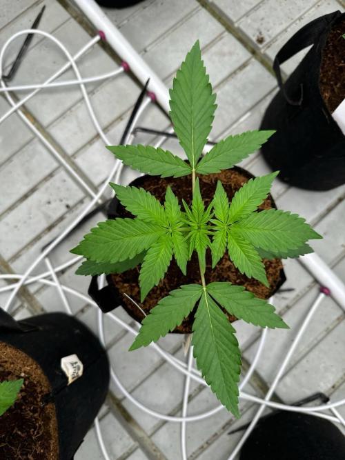 Gorilla Cookies. Week 2