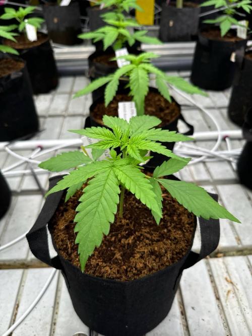 Amnesia Haze. Week 2