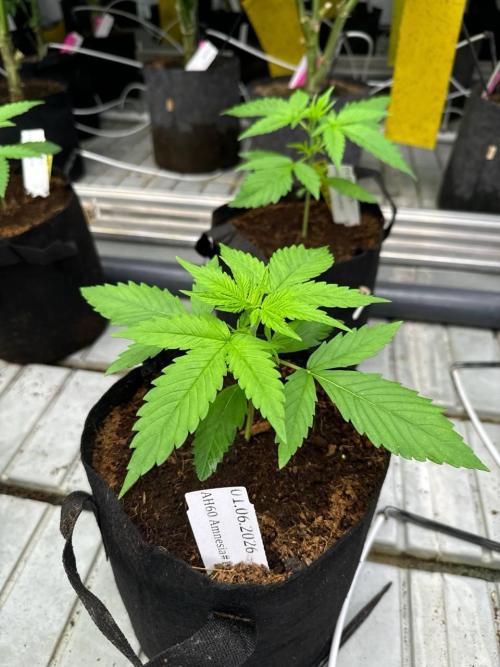 Amnesia Haze. Week 2