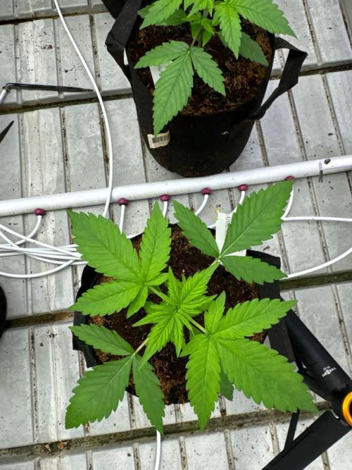 Amnesia Haze. Week 2
