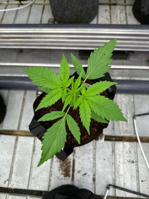 Amnesia Haze. Week 2