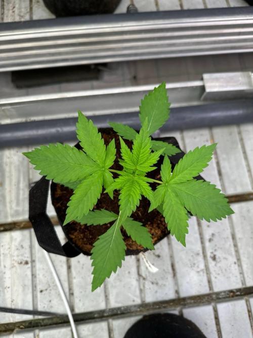 Amnesia Haze. Week 2