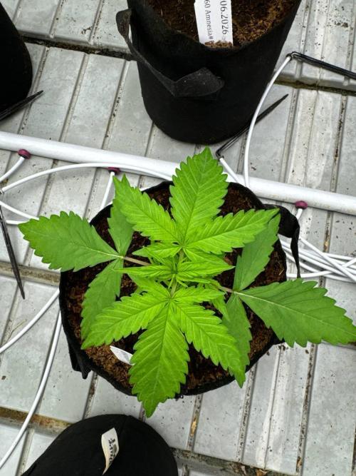 Amnesia Haze. Week 2