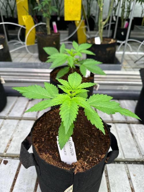 Cherry Cola RF3. Week 2