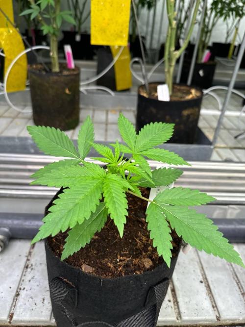 Cherry Cola RF3. Week 2