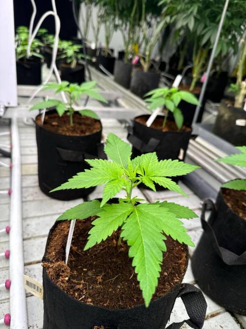 Cherry Cola RF3. Week 2