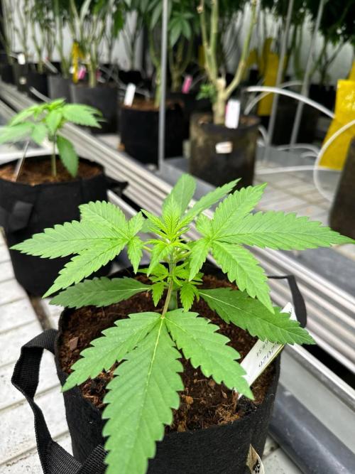 Cherry Cola RF3. Week 2