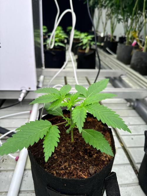 Cherry Cola RF3. Week 2
