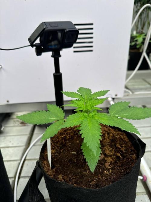 Cherry Cola RF3. Week 2