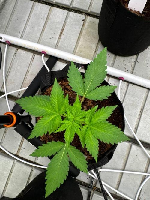 Cherry Cola RF3. Week 2