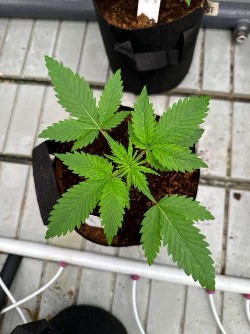 Cherry Cola RF3. Week 2